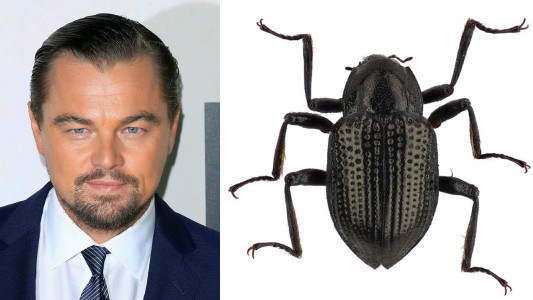 Descubrieron una nueva especie de escarabajo y la bautizaron Leonardo DiCaprio