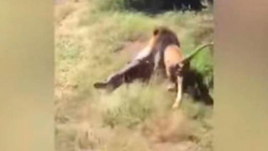 Video: león atacó al dueño de una reserva natural