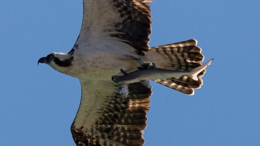 Fotos impactantes: un águila cazó a un tiburón cuando se comía a un pez