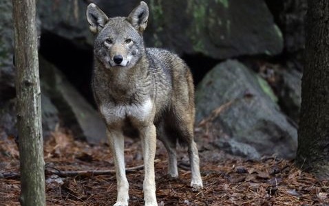 Desalmado: un cazador mató a la última loba salvaje de Dinamarca