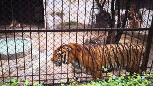 Felino mató al cuidador de un zoológico acusado de vender "vino de tigre"