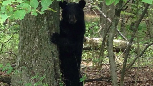 Oso atacó a una nena de 5 años en el patio de su casa