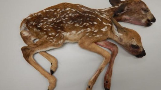 Un ciervo de dos cabezas: "Es sorprendente y extremadamente raro"