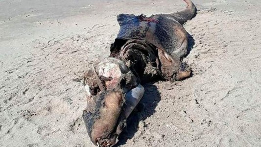 La escalofriante criatura marina que apareció en una playa de Reino Unido