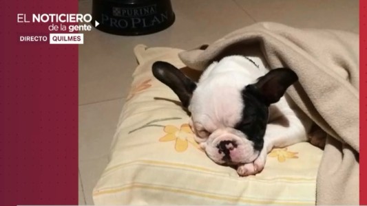 Les robaron todo: piden que devuelvan a su perro Simon