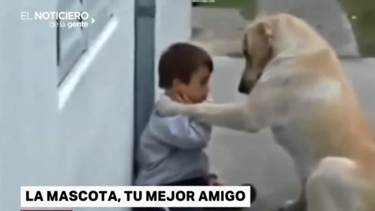 Mascotas: ¿cómo pueden ayudarte a vivir mejor?