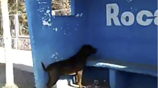 El extraño caso del perro que lleva tres días mirando una pared