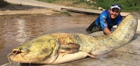 ¿Es un monstruo?: el enorme pez de 100 kilos que pescaron en un río de España