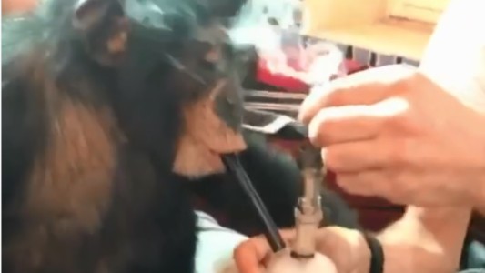 Indignación viral: bloguero hizo fumar a un mono y publicó el video