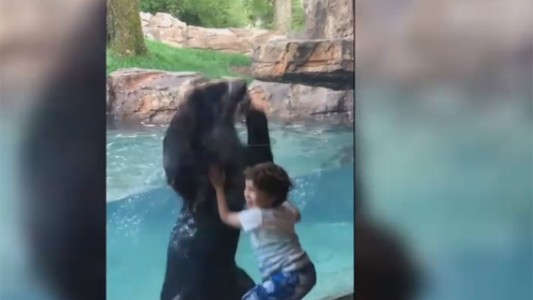 El tierno video de un oso que salta con un nene y se volvió viral