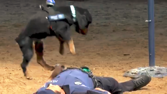 Increíble video: un perro de la policía "salvó" a un agente al practicarle RCP