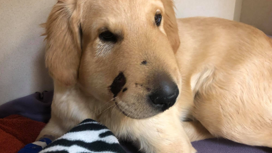 Su perro la salvó de ser picada por una serpiente: "Mi héroe"