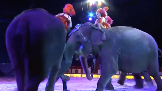 Pánico en un circo en Alemania: elefantes cayeron hacia el público
