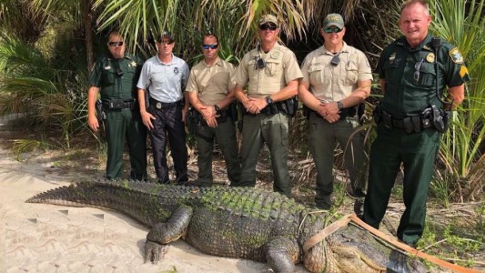 Video: atraparon un cocodrilo de 4 metros en un parque de Florida