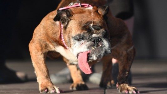 Tristeza por la muerte del "perro más feo del mundo"
