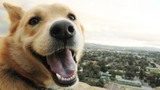 Video conmovedor: el perro que empuja la silla de ruedas de su dueño