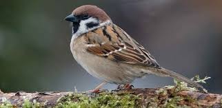 Misterio óptico viral: el gorrión que vive en dos dimensiones de tiempo diferentes