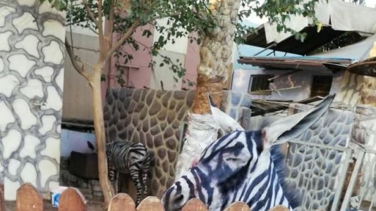 Maltrato animal: en un zoo le pintaron rayas a un burro para que parezca una cebra