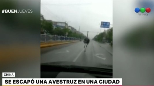 Un avestruz se escapó de una granja y recorrió las calles de China