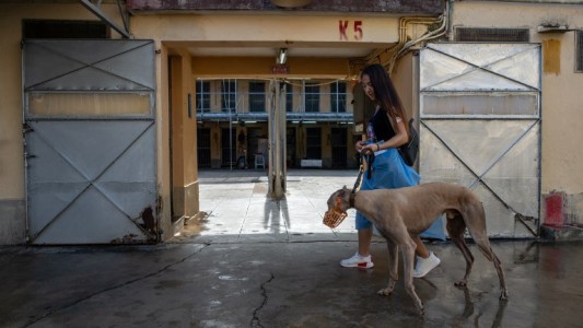 Centenares de galgos rescatados de un canódromo ilegal esperan ser adoptados