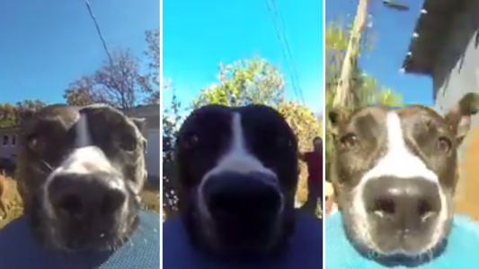 Una perrita se robó una cámara, quedó todo grabado y es el mejor video del año