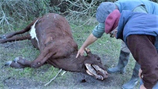 Vacas mutiladas vuelven a aparecer en Santa Fe, la gente habla del "chupacabras"