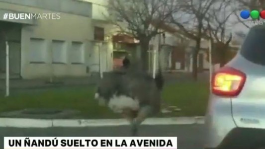 Un ñandú suelto revolucionó las calles de Pigüé