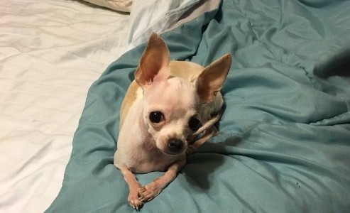 Video: la increíble reacción de un perro que comió marihuana por error