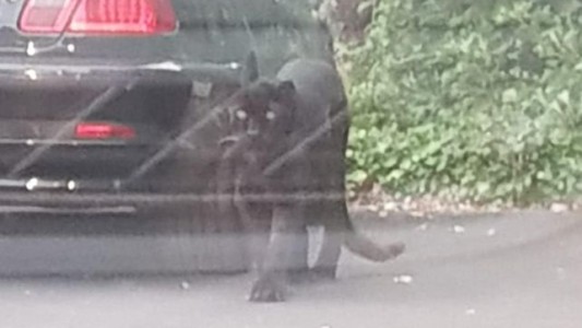 Video: una pantera en el estacionamiento