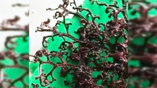 Video escalofriante: la extraña criatura marina hallada en Vietnam