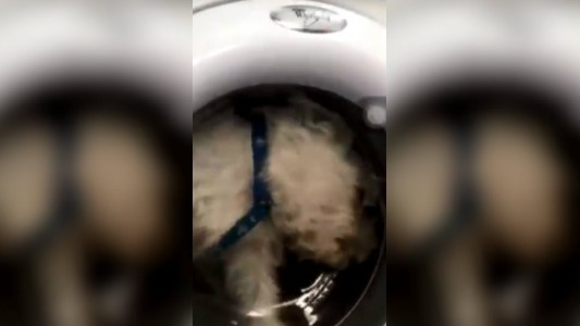 Metió a su perro en el lavarropas y subió el video a Instagram