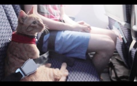 Pidió viajar con su gato de apoyo emocional y debió bajarse del vuelo una adolescente alérgica
