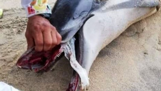 Murió un delfín asfixiado en México: se tragó un pañal descartable