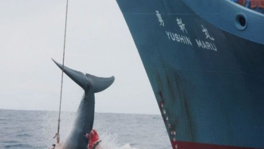 Temporada de pesca: Japón capturó 177 ballenas con "fines científicos"