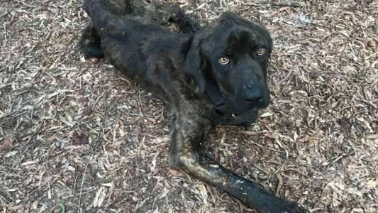 Su novio la dejó y como venganza trató de matar de hambre a su perro