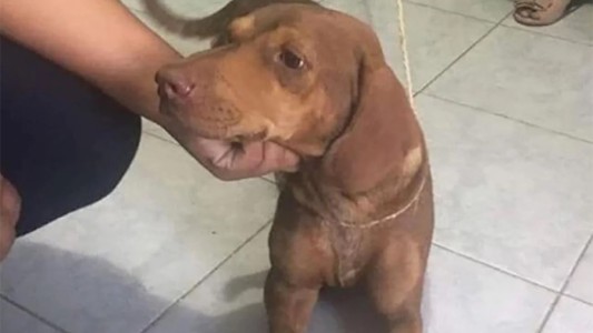 Piden justicia por Canela, una perrita que fue víctima de un abuso grupal