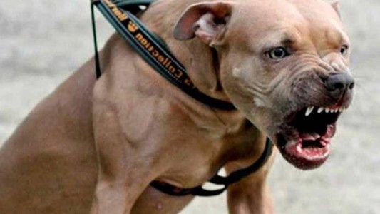 Un perro rompió su bozal para defender a una nena que había sido atacada por un hombre