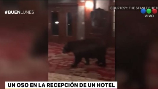 Un oso en la recepción de un hotel