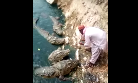 Insólito video: le da de comer con su mano a cinco cocodrilos hambrientos