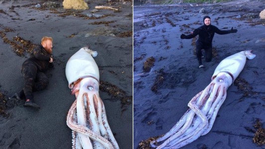 Pescadores encontraron al "Kraken"
