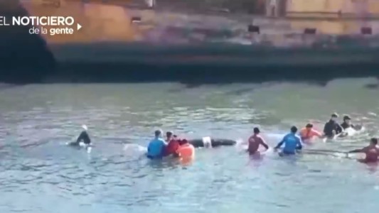 El rescate de la orca en Mar del Plata