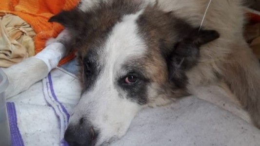 Murió de un infarto al enterarse del brutal ataque a palazos a su perro
