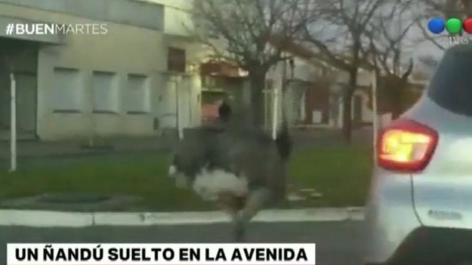 Un ñandú suelto revolucionó las calles de Pigüé