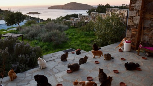 En un paraíso griego pagan sueldo y alojamiento por cuidar a estos 55 gatitos
