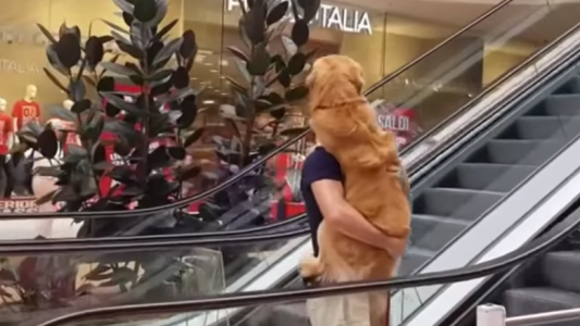 Video súper tierno:  un hombre alzó a upa a su perro porque le daba miedo subir la escalera mecánica