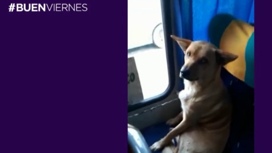 El perro que quiere ir en micro