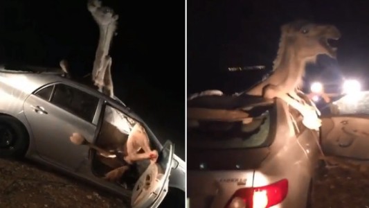 Video: camello quedó adentro de un auto tras ser atropellado