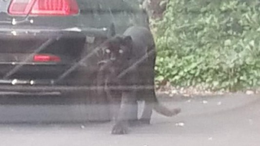 Video: una pantera en el estacionamiento
