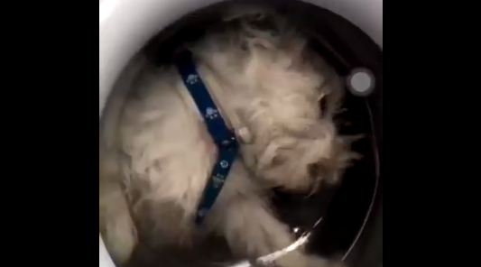 Indignación en las redes: metió a su perro en el lavarropas, lo grabó y lo compartió en Instagram