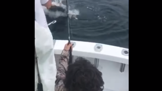 Video: un nene fue a pescar con su papá y se encontró frente a frente con un tiburón blanco